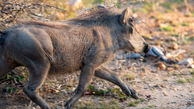 Common warthog trotting in profile across dry ground with tusks, facial warts, and raised mane visible.