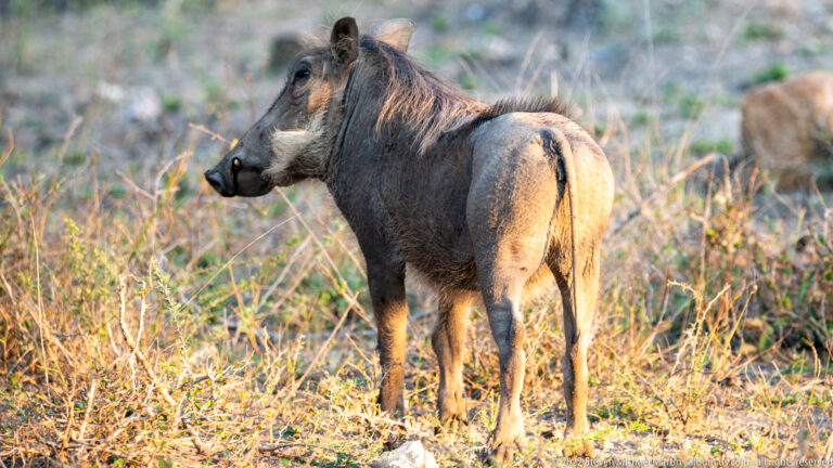 Common warthog standing in dry grass, body angled away while its head turns to the side.