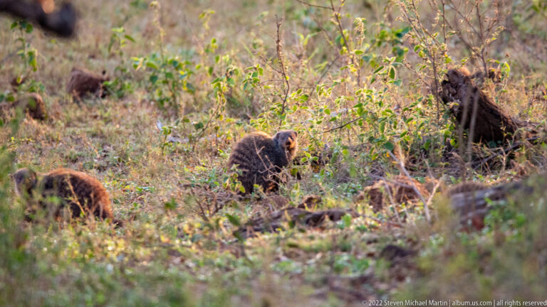 Several warthogs foraging among low shrubs and dry ground, partly obscured by vegetation.