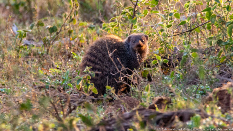 Dark grizzled mongoose sitting upright among low shrubs and leaf litter, facing slightly toward the camera.