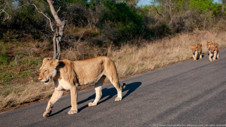 Lioness walking across the foreground of a paved road with two other lions following behind in dry grassland.