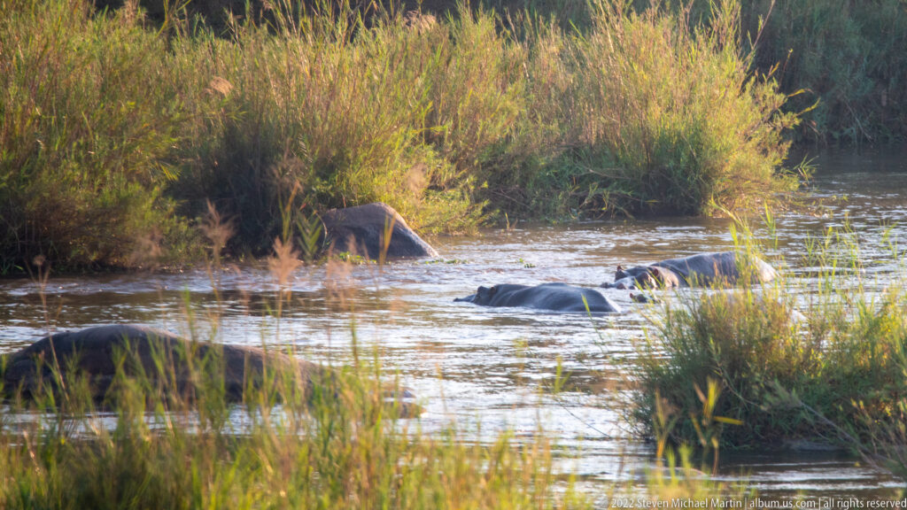 Shallow river channel with smooth boulders, reeds, and sunlit grasses reflected in the water.