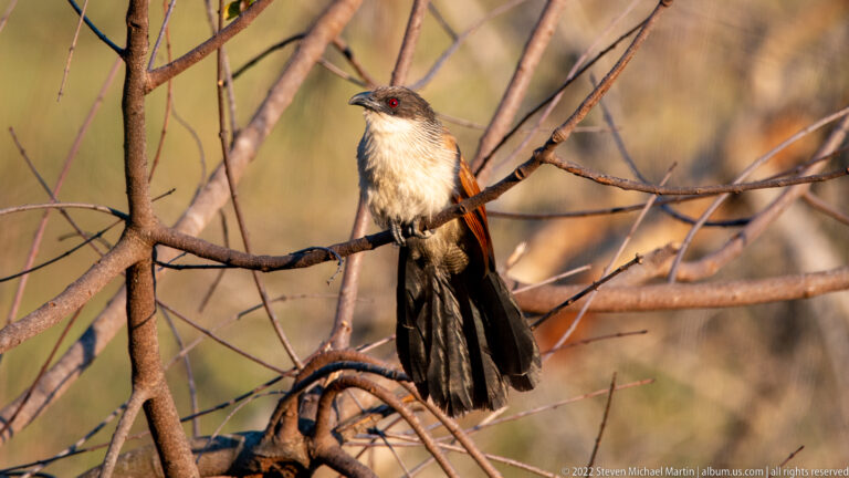 Burchell's coucal perched on bare branches with chestnut wings, long dark tail, pale breast, and red eye.