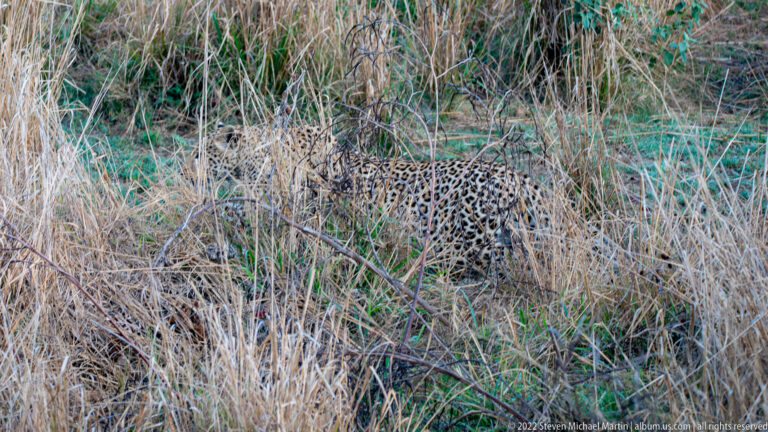Leopard walking through tall dry grass, its spotted rosette coat partly hidden by stems.