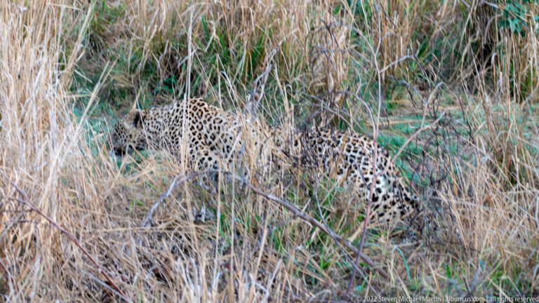 Leopard walking in profile through dry grass, with head, shoulder, flank, and rosette pattern visible.