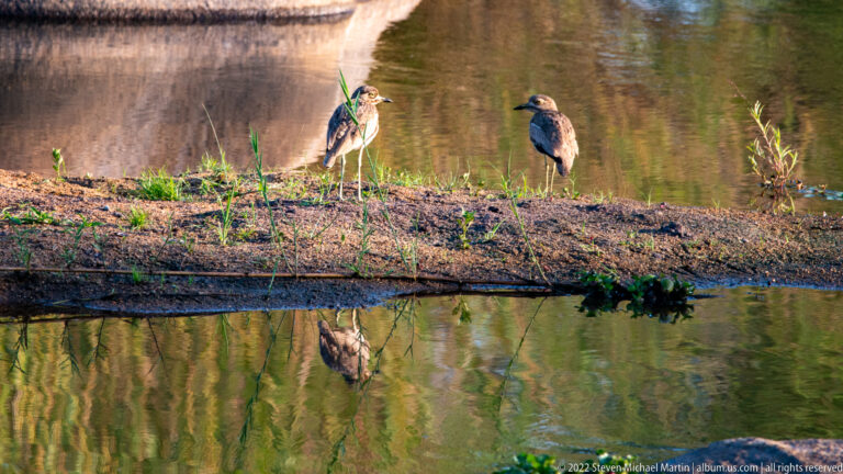 Two brown hamerkops standing on a muddy bank beside reflective water, with one bird mirrored below.
