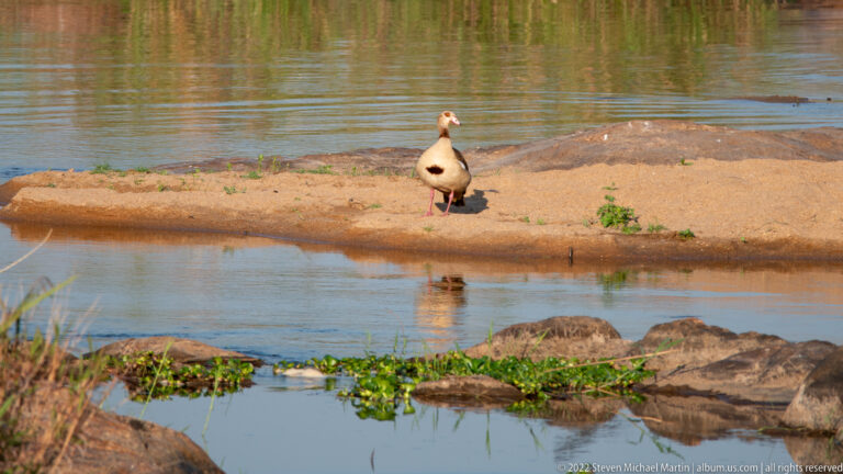 Egyptian goose standing on a sandy river bar with shallow water and rocks around it.