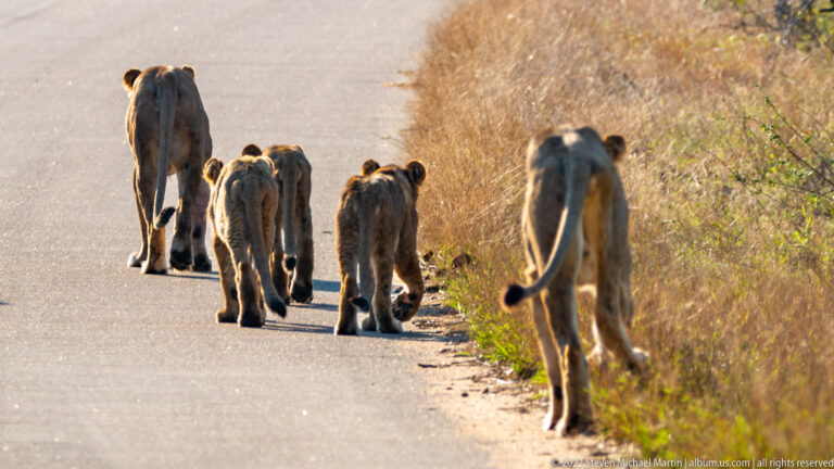 Lionesses and several cubs walking away along a paved road bordered by dry vegetation.