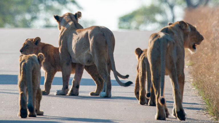 Several lionesses and cubs grouped on a paved road, with some animals turning sideways.