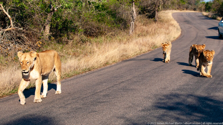 Four lions walking toward the camera on a curving paved road, led by a lioness in the foreground.