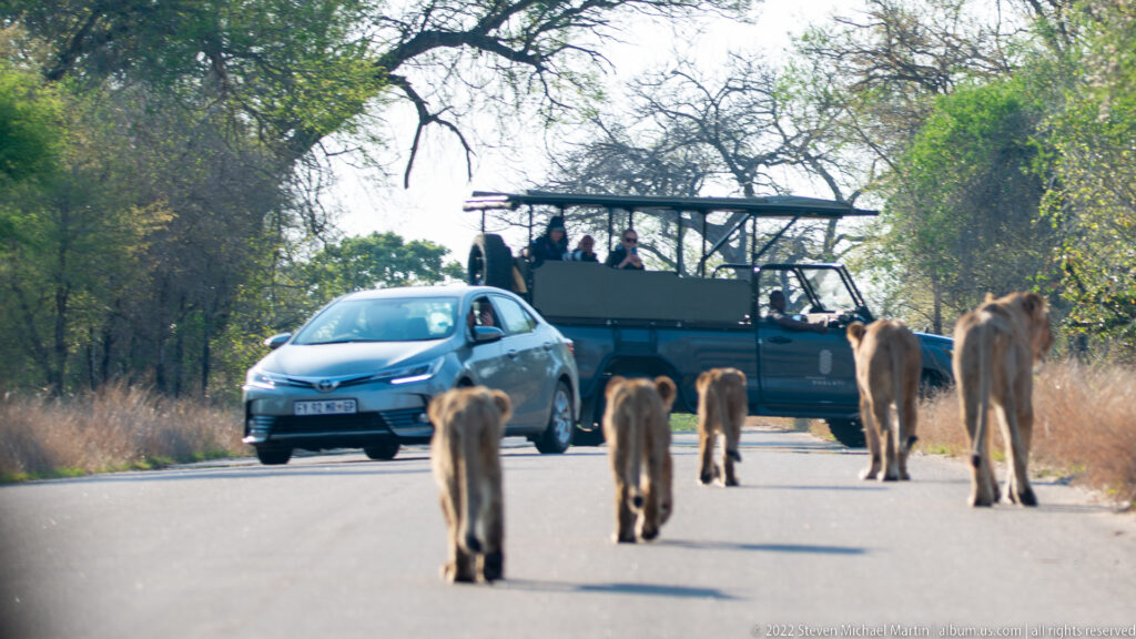 Lionesses and cubs walking between a stopped car and open safari vehicle on a paved park road.