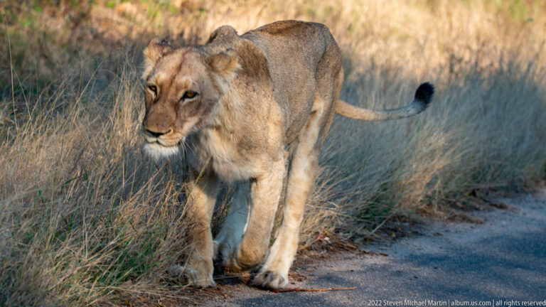 Lioness walking beside a paved road through dry grass, with her dark-tufted tail curving behind.