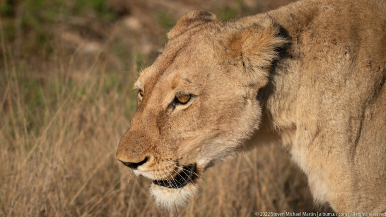 Close side view of a lioness walking through dry grass, showing her face, shoulder, and tawny coat.