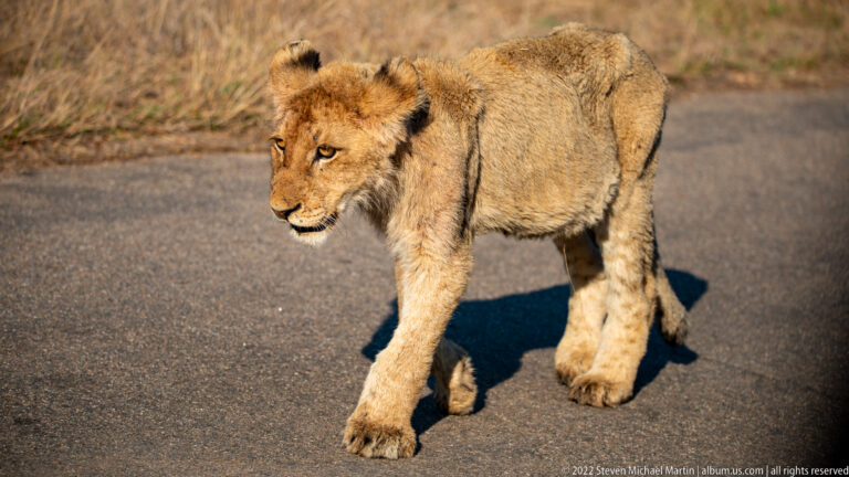 Young lion cub walking toward the left on a paved road, with large paws and faint leg spots.