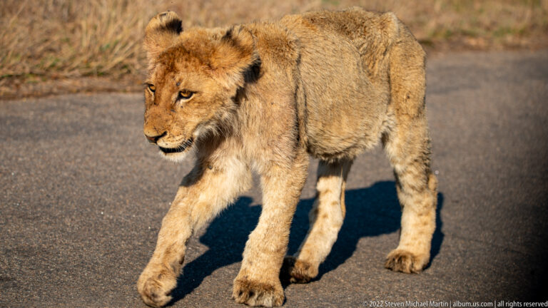 Lion cub walking across sunlit asphalt with one forepaw raised and faint spotting on its legs.
