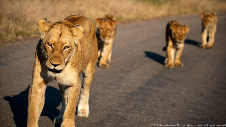 Lioness walking toward the camera on a paved road with several lion cubs following behind.