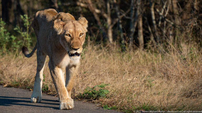 Lioness walking toward the camera beside a paved road, with dry grass and woodland behind.