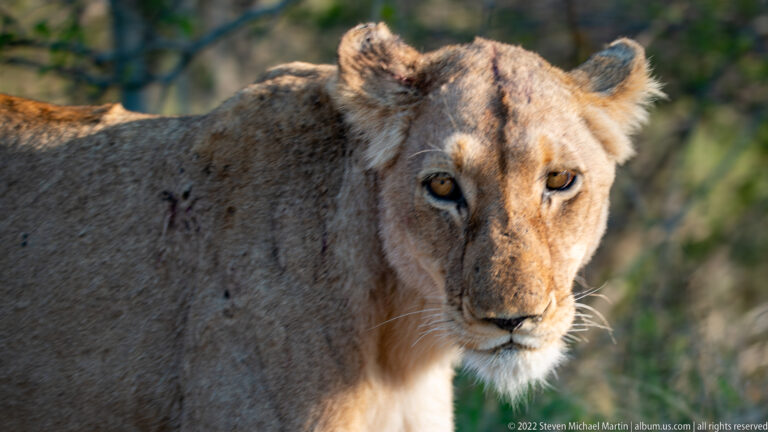 Close frontal portrait of a lioness with amber eyes, pale muzzle, and dappled shade across her face.