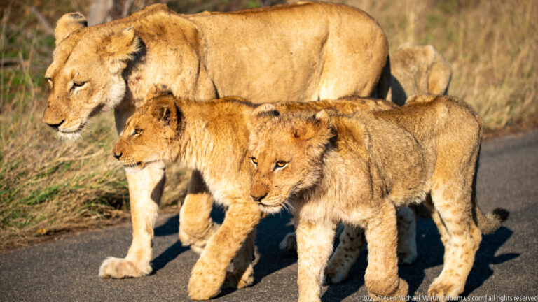 Lioness and two lion cubs walking together on a paved road in warm sunlight.