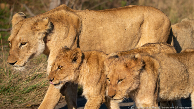 Close view of a lioness walking with two cubs clustered beside her on a road.