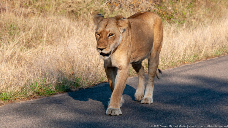 Lioness walking alone toward the camera on a paved road with pale dry grass along the verge.