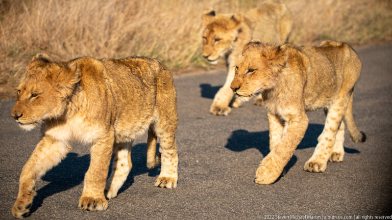 Three lion cubs walking together on a paved road, with dry grass and an adult lion farther behind.