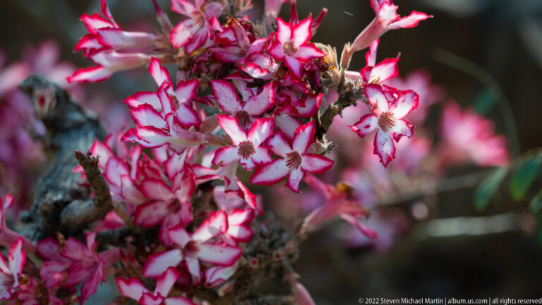 Cluster of impala lily flowers with white petals edged in deep pink-red on a woody succulent shrub.