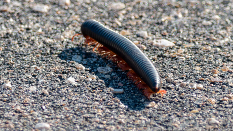Large black millipede with reddish legs crawling across a rough paved surface.