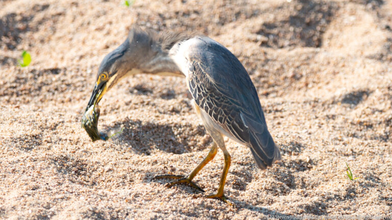 Striated heron standing on sand with a dark amphibian held in its bill.