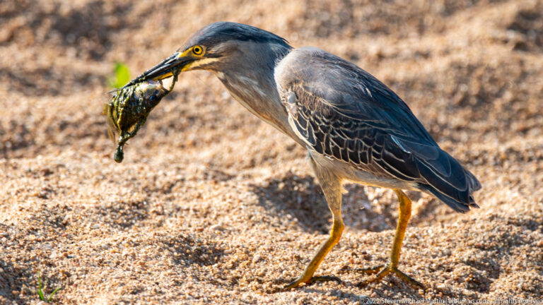 Striated heron standing on sand with a frog held crosswise in its long bill.