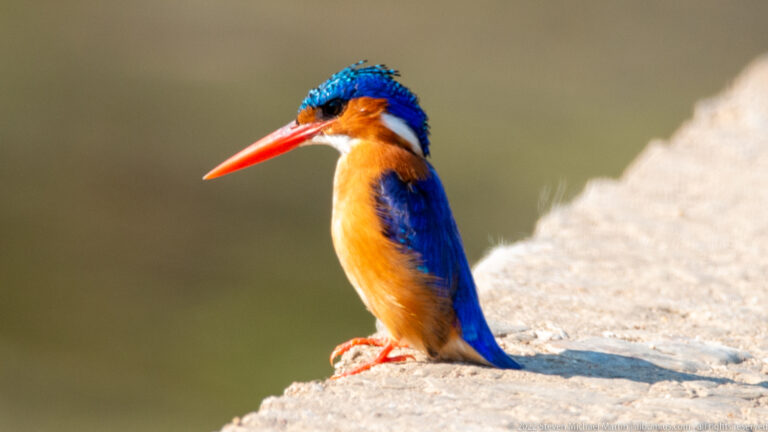 Malachite kingfisher perched on a pale rock, showing blue crown, orange breast, and long red bill.
