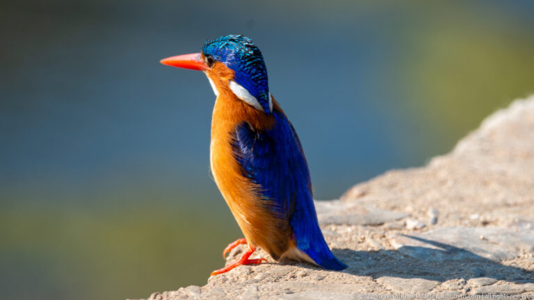 Side view of a malachite kingfisher perched on rock against blurred blue-green water.
