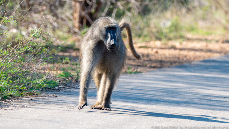 Chacma baboon walking toward the camera on a paved road with its long tail curved behind.