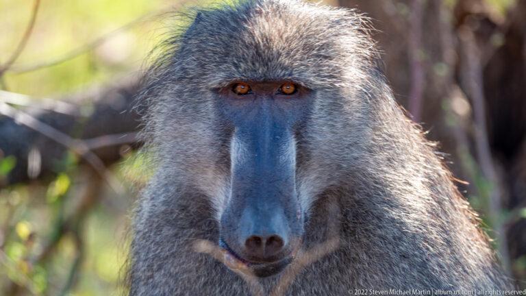 Close frontal portrait of a chacma baboon with amber eyes, long dark muzzle, and grizzled fur.