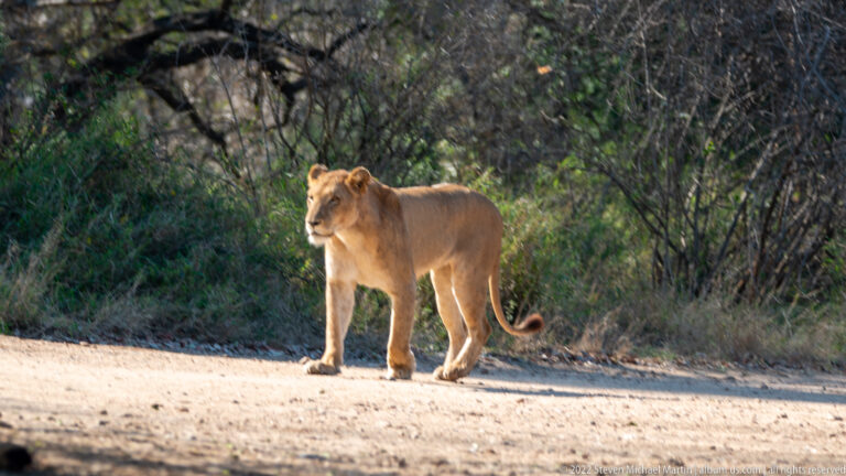 Lioness walking across a sandy road with shaded woodland behind her.