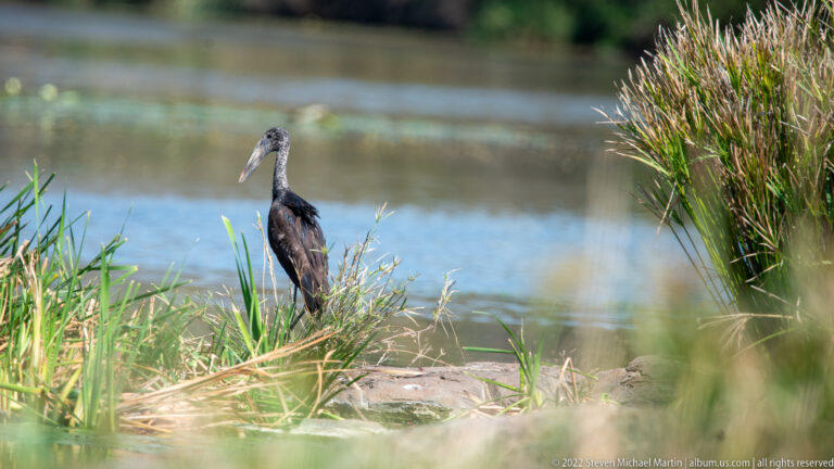 Dark African openbill standing on a grassy bank beside water, surrounded by reeds and wetland plants.