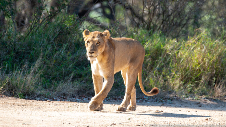 Lioness walking diagonally toward the camera on a sandy road with her tail curled behind.