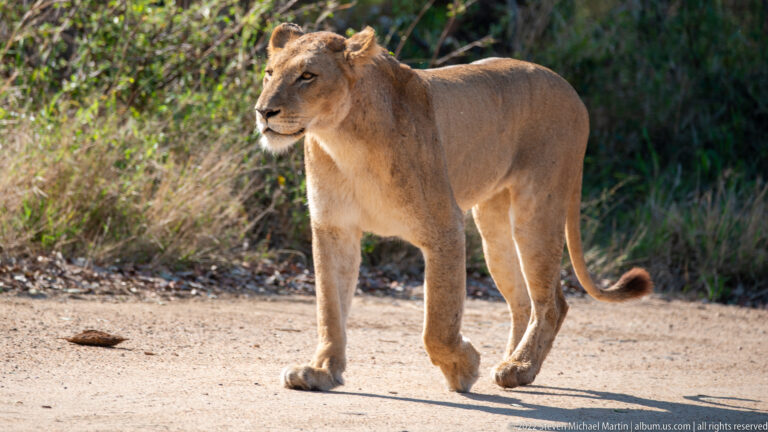 Adult lioness walking in profile on a pale dirt road beside dense vegetation.