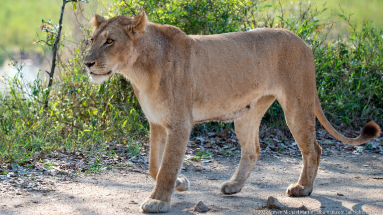 Lioness standing in profile beside a road with green shrubs and grass behind.