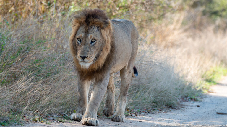 Adult male lion with a dark mane walking toward the camera along a narrow track.