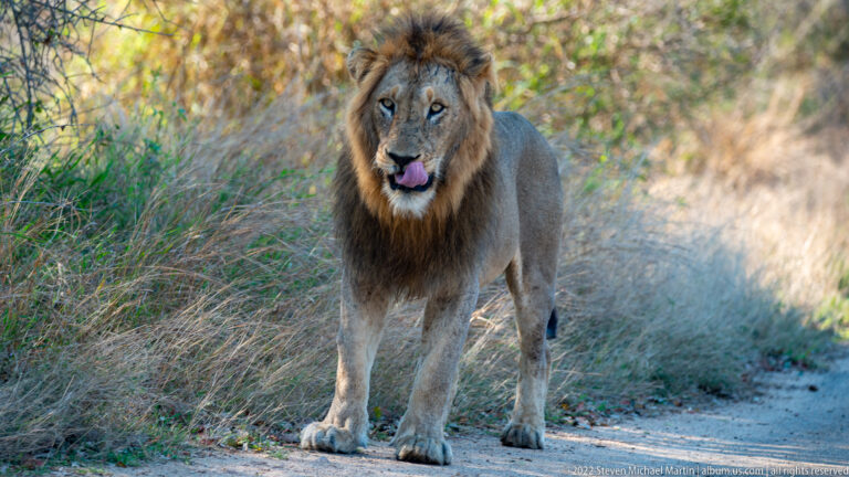 Dark-maned male lion standing on a track with his tongue curled over his nose.