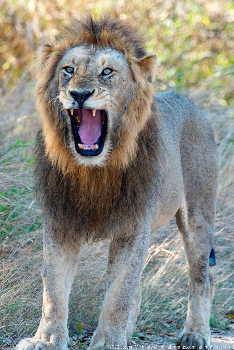 Dark-maned male lion with mouth open, upper lip raised, and large canine teeth exposed.