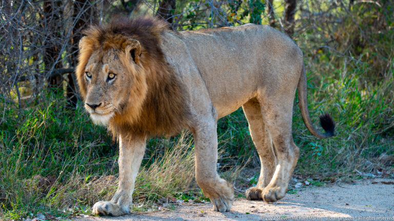 Full-body male lion with dark mane standing beside a sandy track at the edge of woodland.