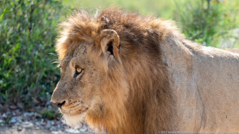 Close side portrait of a dark-maned male lion showing pale eye, muzzle, and layered mane.