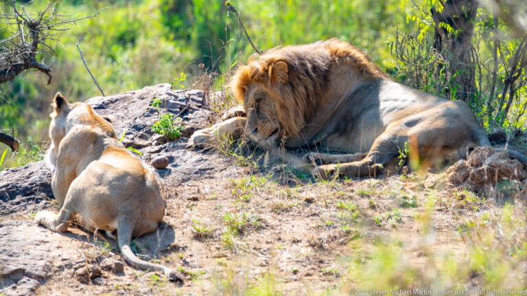 Dark-maned male lion lying on rocky ground facing a seated lioness beneath light woodland cover.
