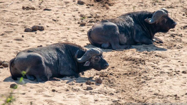 Two African buffalo lying on sandy ground, showing dark bodies and heavy curved horns.