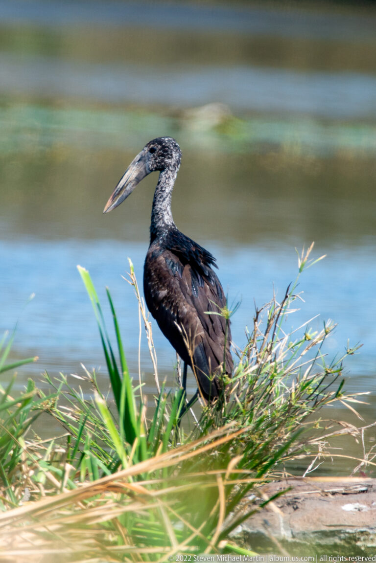 Profile of an African openbill beside blue water, showing its long gapped bill and dark plumage above wetland plants.