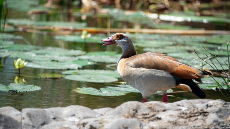 Egyptian goose calling from a rock beside a pond covered with green lily pads.