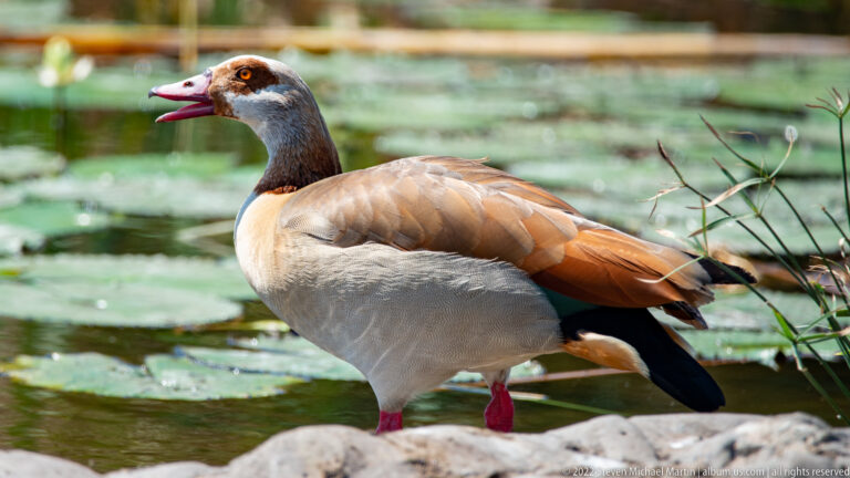 Close side view of an Egyptian goose with open bill, standing beside water and green lily pads.