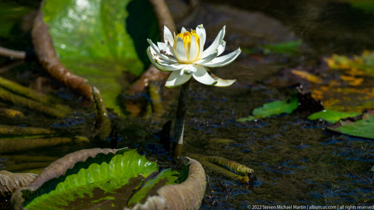 White water lily with yellow center rising above dark pond water among broad green and curled lily pads.
